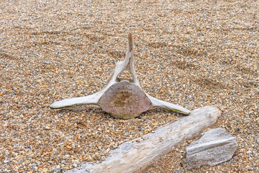 Whale Vertebra on a Barren Gravel Beach on NordAustLandet in the Svalbard Islands