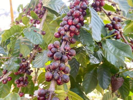 Coffee tree seeds are commonly grown in the northern region of Thailand.