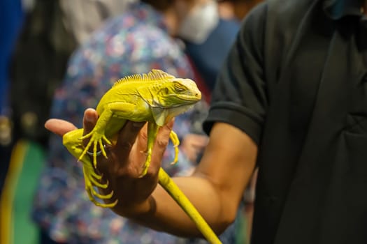 Yellow Albino Iguana on people's hand. It's a popular pet in Thailand.