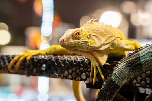Yellow Albino Iguana on a log. It's a popular pet in Thailand.