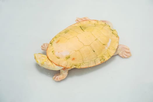 Turtles for raising awaiting sale. It's a popular pet in Thailand.
