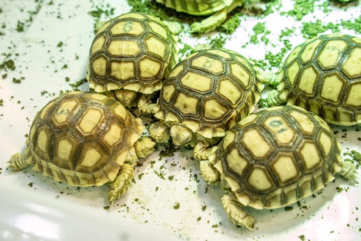 Turtles for raising awaiting sale. It's a popular pet in Thailand.