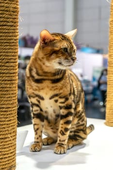 The cats are cute animals and tame. It's very beautiful pattern.