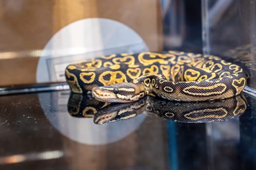Ball python in the glass cabinet waiting to be sold. It's a popular pet in Thailand.