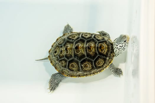 Turtles for raising awaiting sale. It's a popular pet in Thailand.
