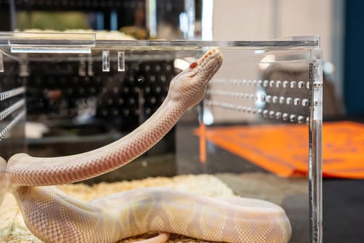 Ball python in the glass cabinet waiting to be sold. It's a popular pet in Thailand.