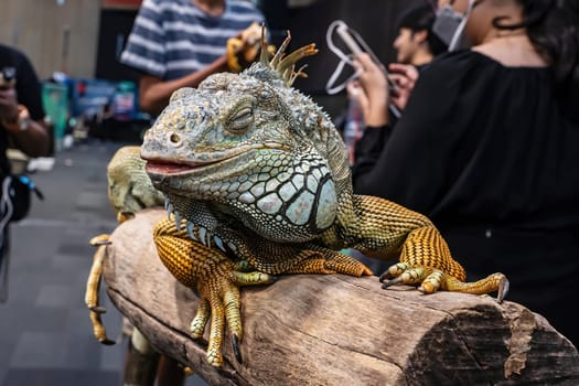 Iguana on a log. It's a popular pet in Thailand.