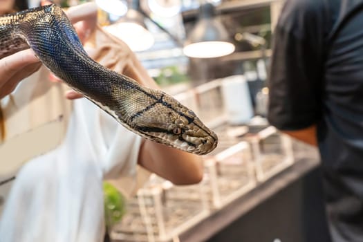 Snake on people's hand. It's a popular pet in Thailand.