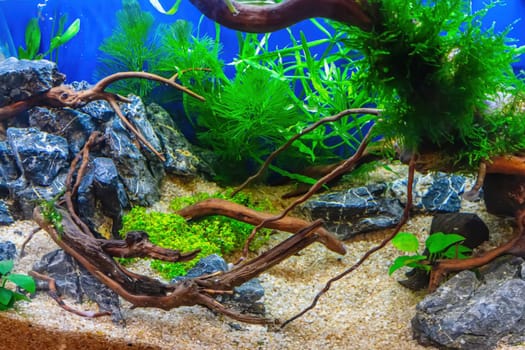Underwater landscape nature forest style aquarium tank with a variety of aquatic plants, stones and herb decorations.
