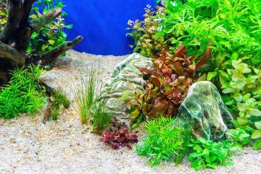 Underwater landscape nature forest style aquarium tank with a variety of aquatic plants, stones and herb decorations.