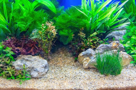 Underwater landscape nature forest style aquarium tank with a variety of aquatic plants, stones and herb decorations.