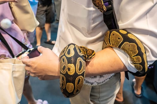 Snake on people's hand. It's a popular pet in Thailand.