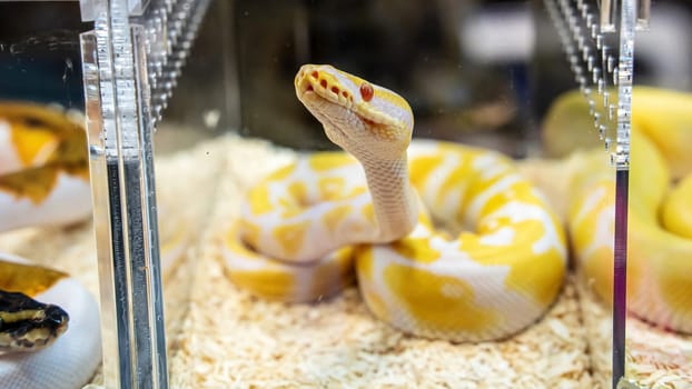Ball python in the glass cabinet waiting to be sold. It's a popular pet in Thailand.