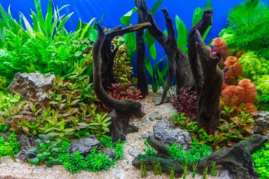 Underwater landscape nature forest style aquarium tank with a variety of aquatic plants, stones and herb decorations.