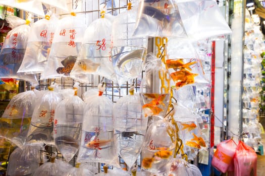 Hong Kong 05 April 2024: Sale of pet fish in Hong Kong Mongkok Tung Choi street