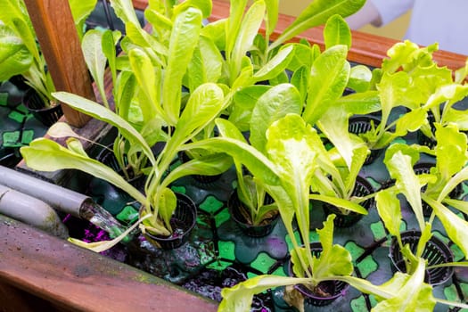 Sustaining vegetable garden through aquaponics