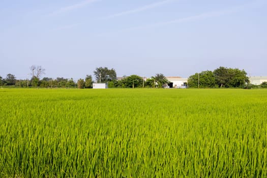 Green rice meadow field in the countryside