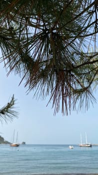 A view through the branches of the pine trees to the calm sea with sailboats in the distance. . The concept of travel and recreation. A copy of the space.