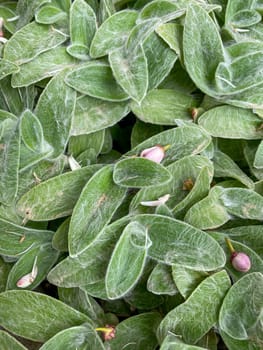 A detailed view of fuzzy green leaves with small pink buds emerging. The texture and hair-like structures on the leaves are prominently visible. Copy space.