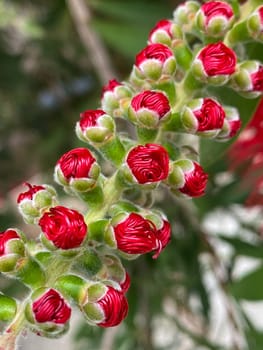Close-up of Bottlebrush's bright red colors. Close-up of red blooming flowers on a green stem, buds tightly rolled up and ready to bloom.