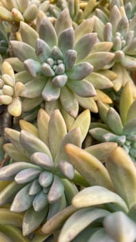 A close-up of succulent plants with fleshy, pointed leaves in shades of green and light purple. The detailed texture of the leaves is highlighted.
