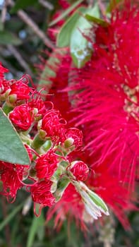 Close-up of bright red Bottlebrush flowers with thin, delicate petals. In the background, you can see other flowers and green leaves in a natural setting. Copying space.