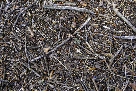 Detail of dry wooden branches in a forest in nature