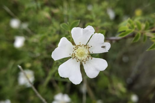 Detail of wild flowers in the field, nature