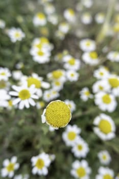 Detail of wild flowers in the field, nature