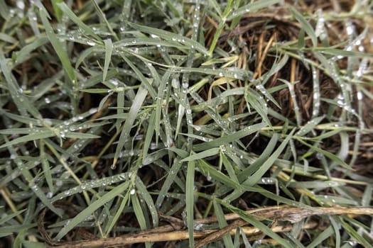 Detail of fresh grass wet by rain in nature