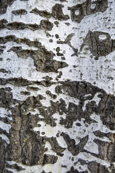 Detail of dry tree bark in a forest, nature