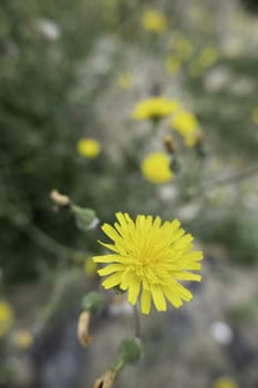 Detail of wild flowers in the field, nature