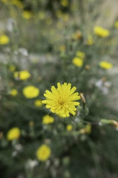 Detail of wild flowers in the field, nature