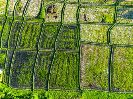 Rice paddies near Tanah Lot, Bali, Indonesia