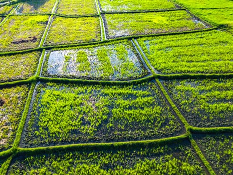 Rice paddies near Tanah Lot, Bali, Indonesia