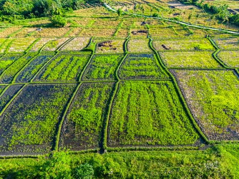 Rice paddies near Tanah Lot, Bali, Indonesia