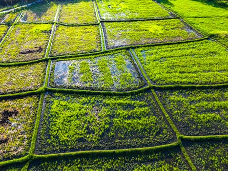 Rice paddies near Tanah Lot, Bali, Indonesia