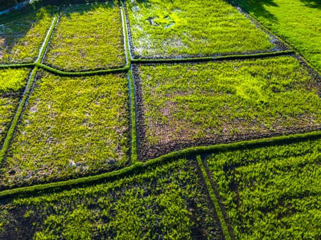 Rice paddies near Tanah Lot, Bali, Indonesia