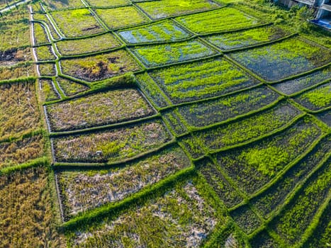 Rice paddies near Tanah Lot, Bali, Indonesia
