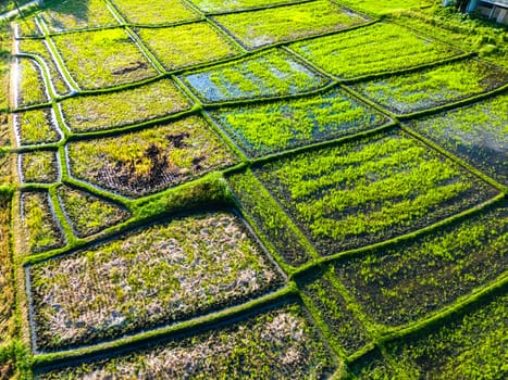Rice paddies near Tanah Lot, Bali, Indonesia