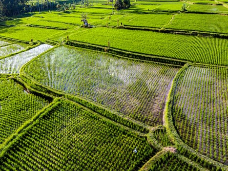 Landscape view of rice fields in Payangan district, Gianyar Regency, Bali, Indonesia