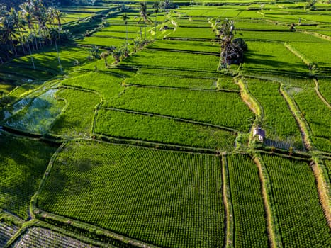 Landscape view of rice fields in Payangan district, Gianyar Regency, Bali, Indonesia