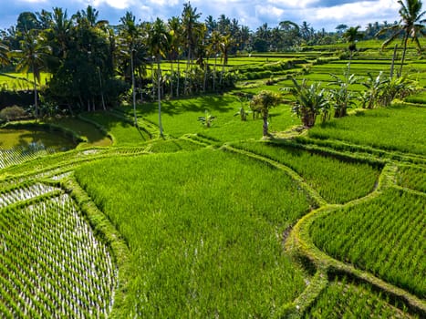 Landscape view of rice fields in Payangan district, Gianyar Regency, Bali, Indonesia