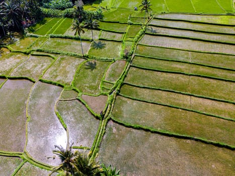 Landscape view of rice fields in Payangan district, Gianyar Regency, Bali, Indonesia