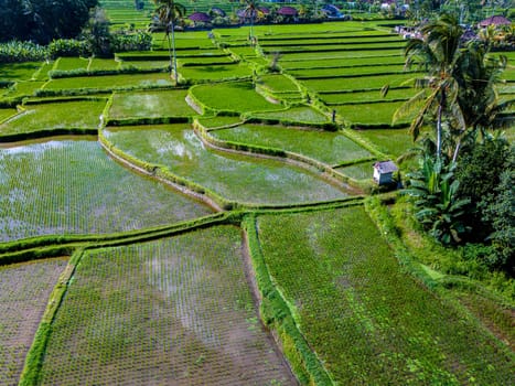 Landscape view of rice fields in Payangan district, Gianyar Regency, Bali, Indonesia