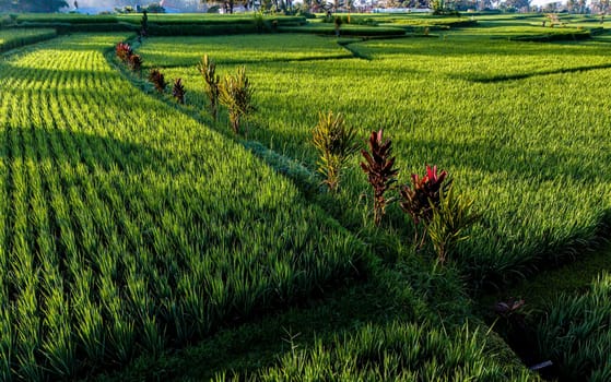 Landscape view of rice fields in Payangan district, Gianyar Regency, Bali, Indonesia