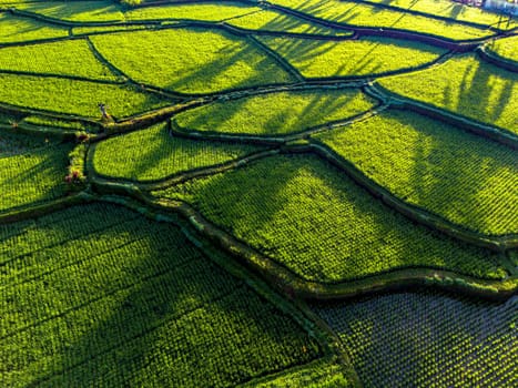 Landscape view of rice fields in Payangan district, Gianyar Regency, Bali, Indonesia