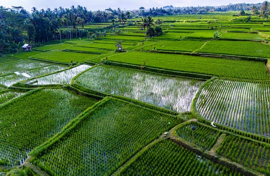 Landscape view of rice fields in Payangan district, Gianyar Regency, Bali, Indonesia