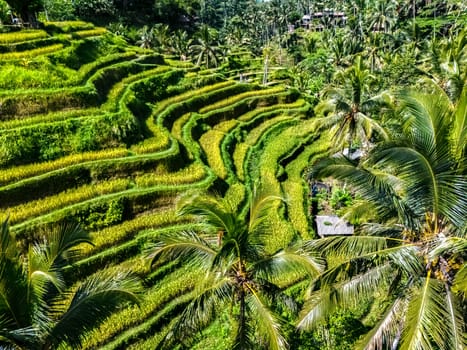 Tegallalang rice terrace in the Gianyar Regency, Bali, Indonesia