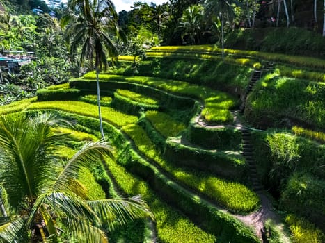 Tegallalang rice terrace in the Gianyar Regency, Bali, Indonesia